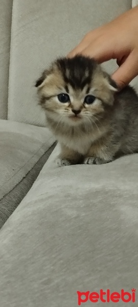 Scottish Fold, Kedi  Fiona fotoğrafı