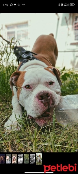 Amerikan Staffordshire Terrier, Köpek  Şans pablo fotoğrafı