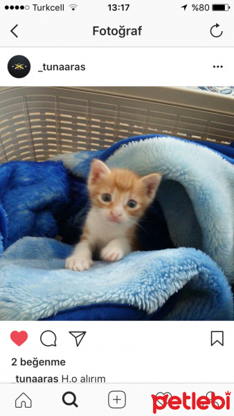 Laperm, Kedi  Samet fotoğrafı