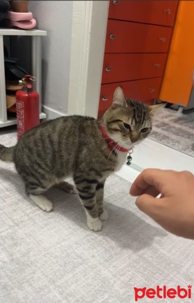 Tekir Kedi, Kedi  Minnoş fotoğrafı