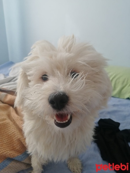 Maltese, Köpek  Kaju fotoğrafı