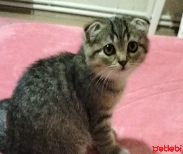 Scottish Fold, Kedi  Tarçın fotoğrafı