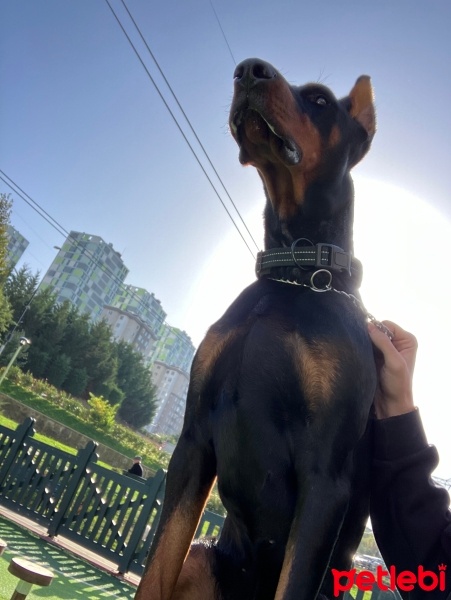 Doberman Pinscher, Köpek  Alex fotoğrafı