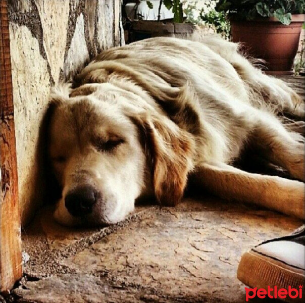 Golden Retriever, Köpek  bade fotoğrafı