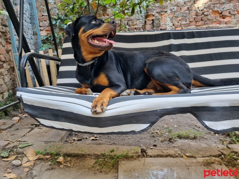 Rottweiler, Köpek  Padme Hause Of İstanbul fotoğrafı
