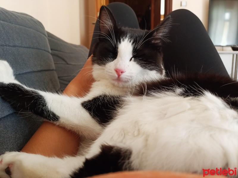 Tekir Kedi, Kedi  Lokum fotoğrafı