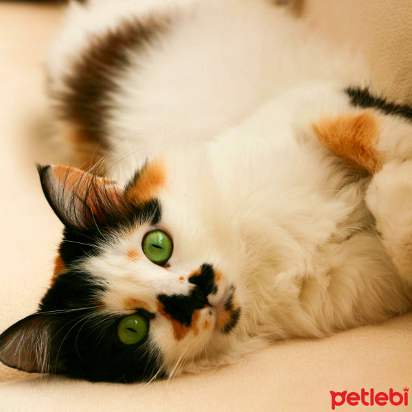 Ragamuffin, Kedi  Naga fotoğrafı