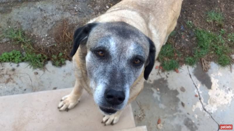 Kangal, Köpek  faşo fotoğrafı