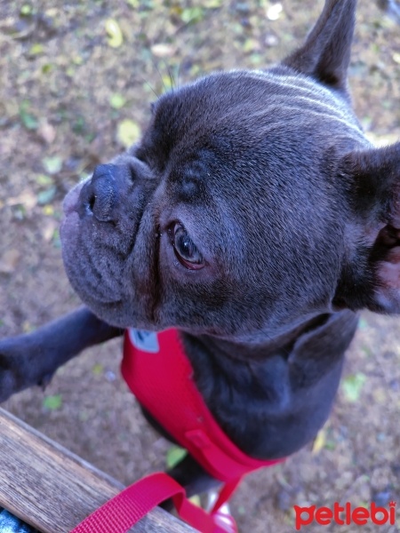 Fransız Bulldog, Köpek  Venüs fotoğrafı