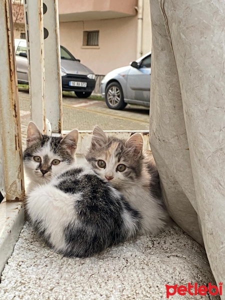 Tekir Kedi, Kedi  Hamile Anne ve 5 Yavrusu fotoğrafı