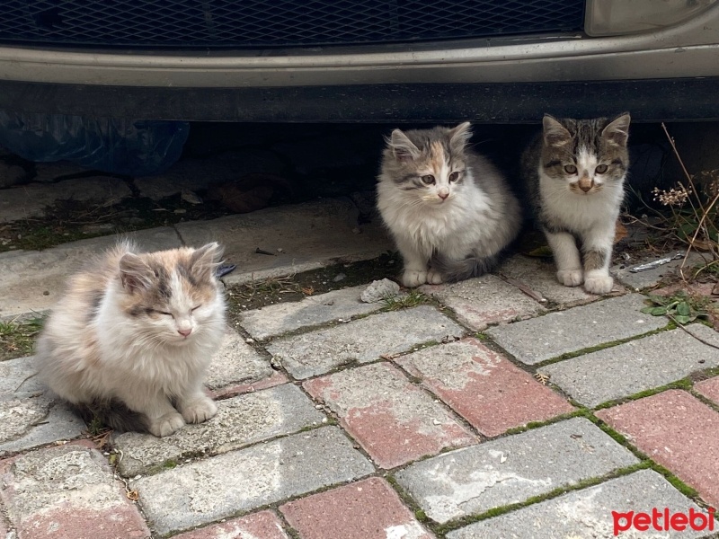 Tekir Kedi, Kedi  Hamile Anne ve 5 Yavrusu fotoğrafı