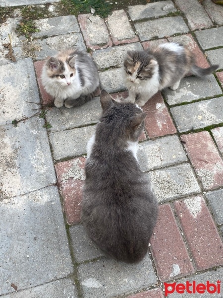Tekir Kedi, Kedi  Hamile Anne ve 5 Yavrusu fotoğrafı