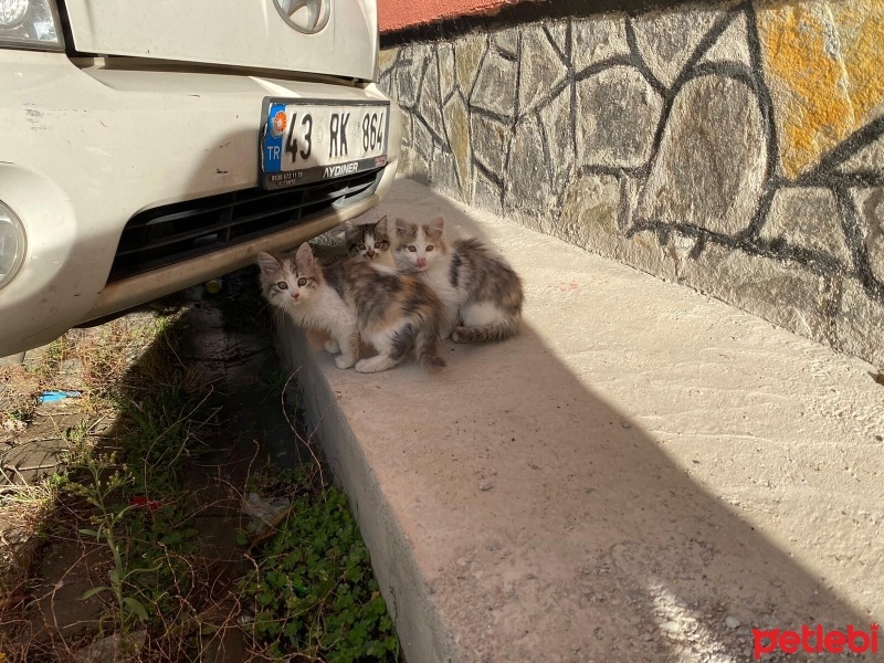 Tekir Kedi, Kedi  Hamile Anne ve 5 Yavrusu fotoğrafı