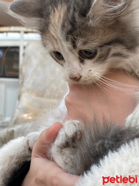 Tekir Kedi, Kedi  Hamile Anne ve 5 Yavrusu fotoğrafı