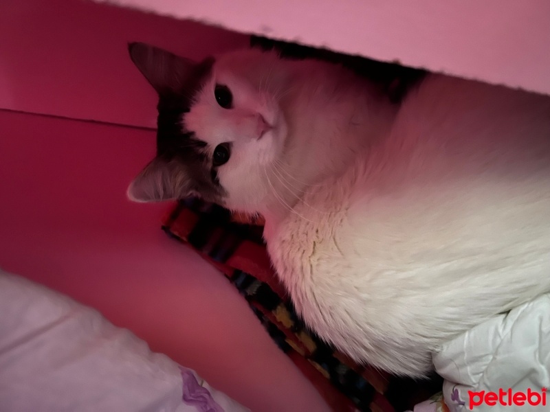 Tekir Kedi, Kedi  Minnoş fotoğrafı