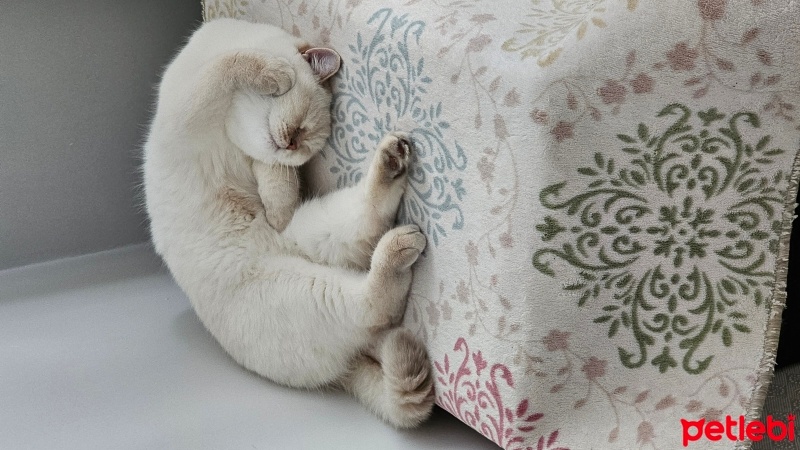 British Shorthair, Kedi  Sütlaç fotoğrafı
