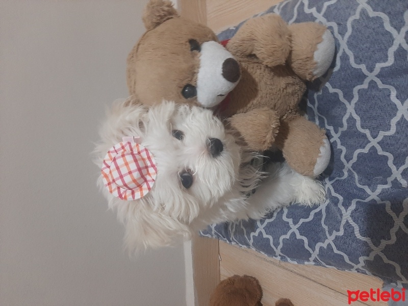 Maltese, Köpek  Mişa fotoğrafı