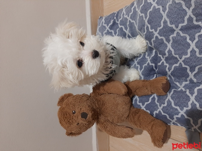 Maltese, Köpek  Mişa fotoğrafı