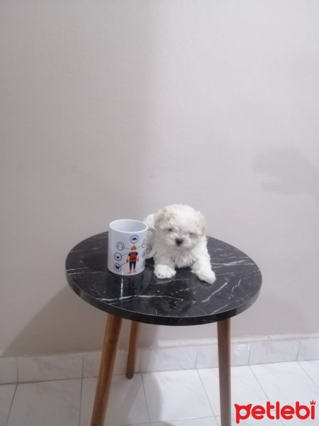 Maltese, Köpek  Mişa fotoğrafı