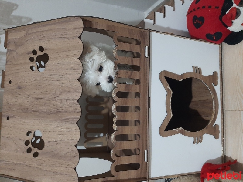 Maltese, Köpek  Mişa fotoğrafı