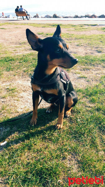 Minyatür Pinscher, Köpek  Papi  fotoğrafı