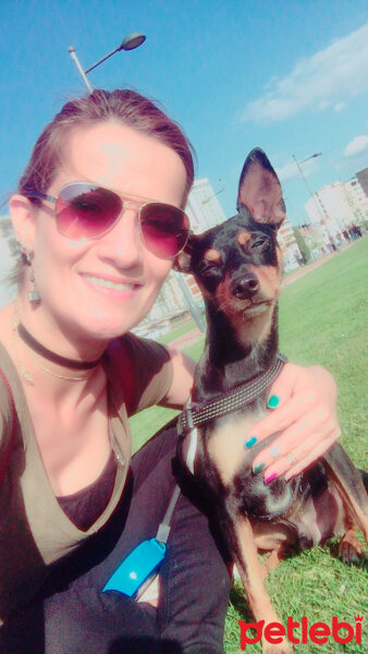 Minyatür Pinscher, Köpek  Papi  fotoğrafı