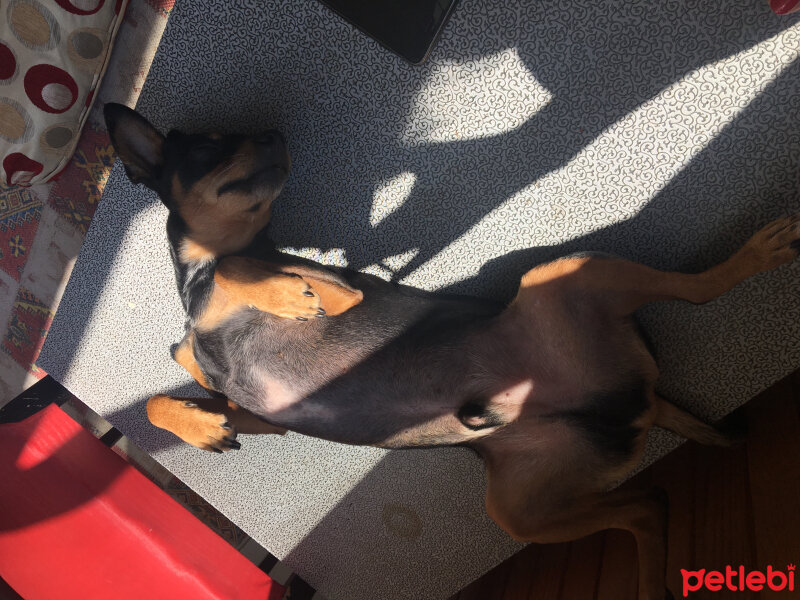 Minyatür Pinscher, Köpek  Papi  fotoğrafı