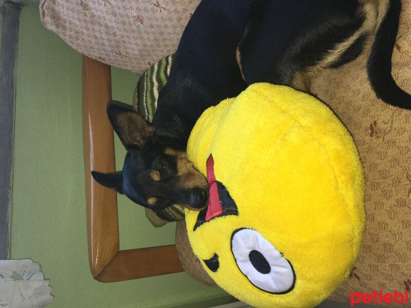 Minyatür Pinscher, Köpek  Papi  fotoğrafı