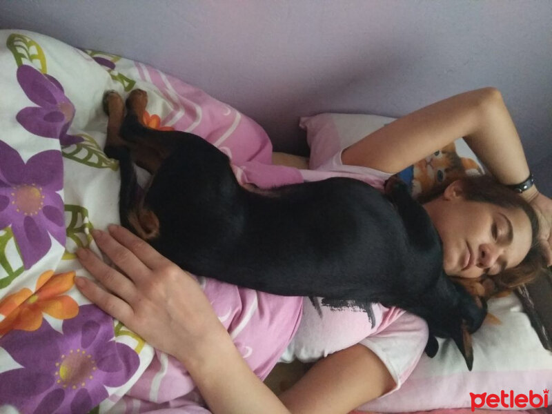 Minyatür Pinscher, Köpek  Papi  fotoğrafı