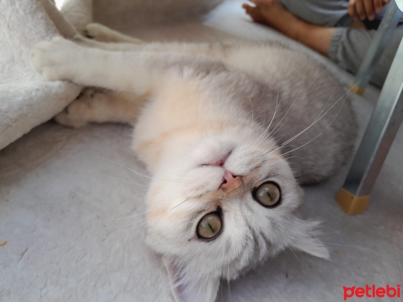 British Shorthair, Kedi  Çiko fotoğrafı