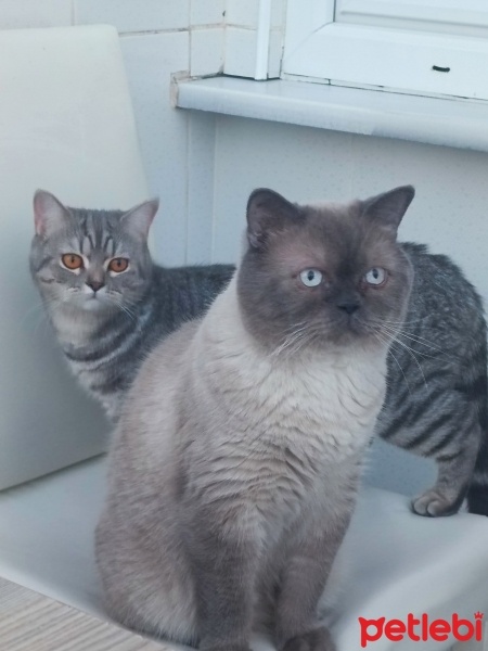 British Shorthair, Kedi  Pablo fotoğrafı