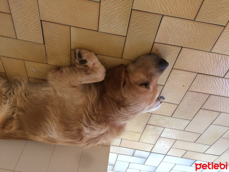 Golden Retriever, Köpek  bihter fotoğrafı