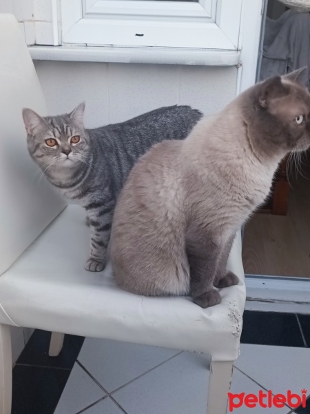 British Shorthair, Kedi  Pati fotoğrafı