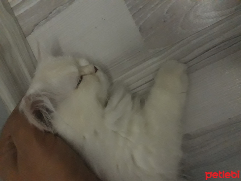 Chinchilla, Kedi  Sütlaç fotoğrafı