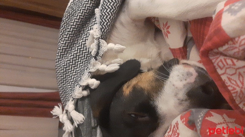 Pointer, Köpek  Yakışıklı fotoğrafı