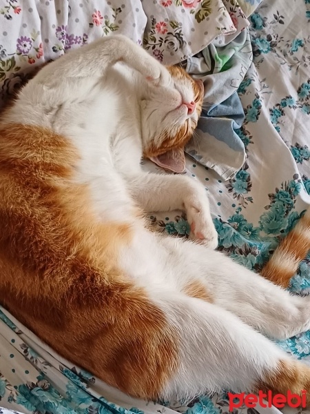 Sarman, Kedi  Tarçın fotoğrafı