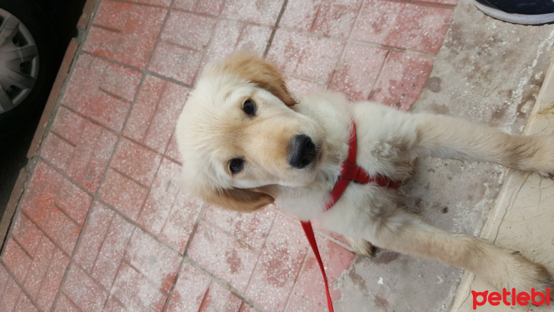 Golden Retriever, Köpek  Masal  fotoğrafı