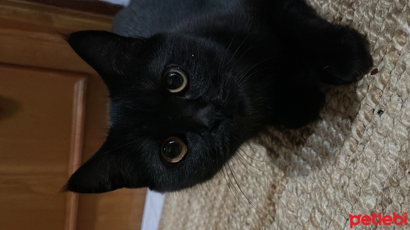 İran Kedisi (Persian), Kedi  duman fotoğrafı