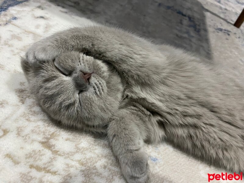 Scottish Fold, Kedi  Misket fotoğrafı