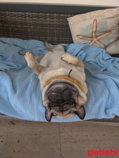 Pug, Köpek  joe fotoğrafı
