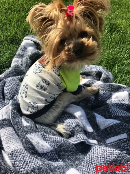 Yorkshire Terrier, Köpek  Chanel fotoğrafı