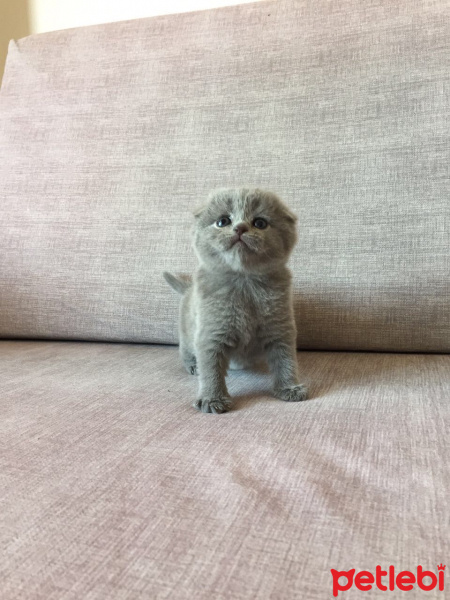 Scottish Fold, Kedi  Roma fotoğrafı