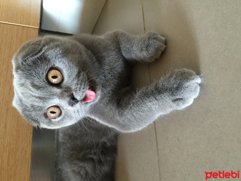 Scottish Fold, Kedi  Roma fotoğrafı