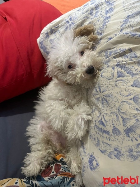 Poodle (Minyatür Kaniş), Köpek  3,5 aylık maltipo poodle ağırlıklı fotoğrafı