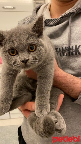 British Shorthair, Kedi  Gri fotoğrafı