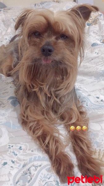 Yorkshire Terrier, Köpek  Şans fotoğrafı