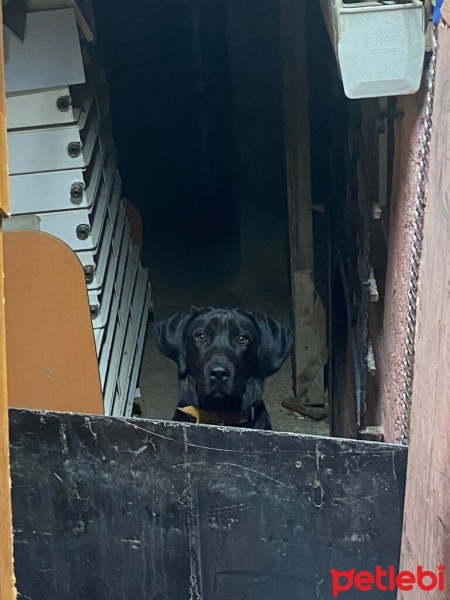 Cane Corso Italiano, Köpek  zeytin fotoğrafı