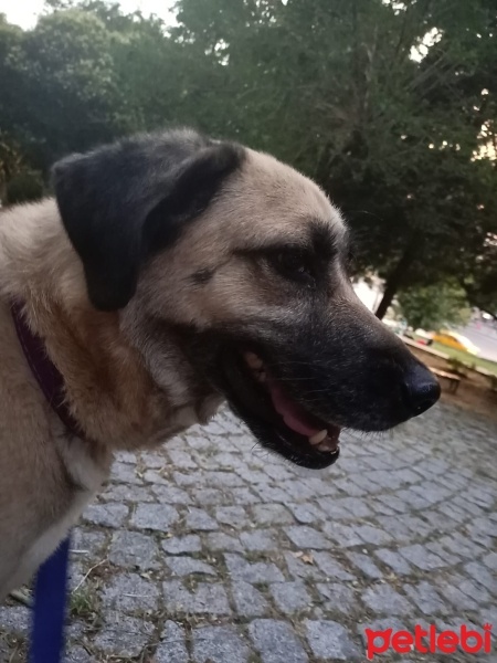 Kangal, Köpek  Luna fotoğrafı