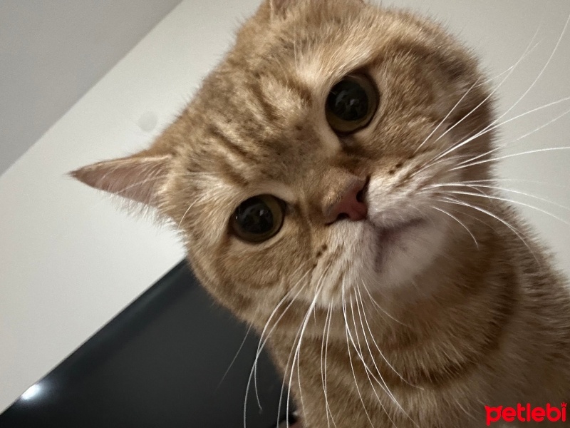 British Shorthair, Kedi  Oscar fotoğrafı