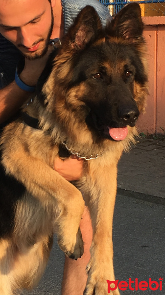 Alman Çoban Köpeği, Köpek  Rüzgar fotoğrafı